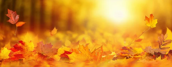 オレンジの葉とぼやけた背景を持つデザインのためのカラフルな普遍的な自然のパノラマの秋の背景 — ストック写真