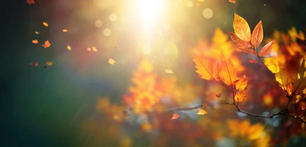 Güzel Bulanık Sonbahar Arkaplanı Güneş Işınlarında Sarı Altın Yapraklar Koyu — Stok fotoğraf