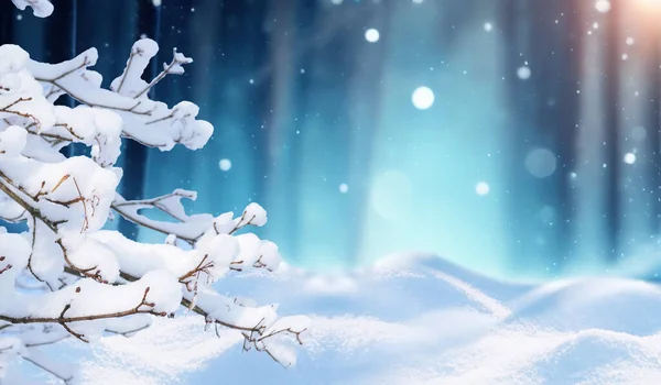 Krásné Zimní Pozadí Zasněženými Větvemi Závějemi Proti Rozmazanému Vánočnímu Lesu — Stock fotografie