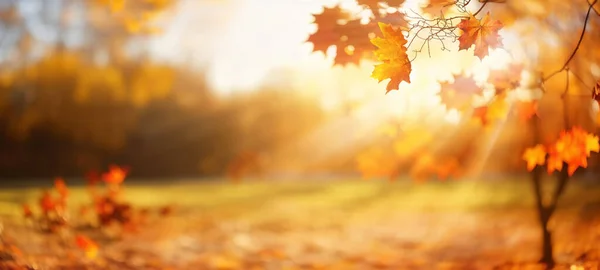 美しいオレンジと黄金の秋の葉は 美しいボケを持つ太陽の下でぼやけた公園に向かいます 秋の大自然 — ストック写真