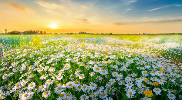 Beautiful, sun-drenched spring summer meadow. Natural colorful panoramic landscape with many wild flowers of daisies against bright orange sun in sunset sky.
