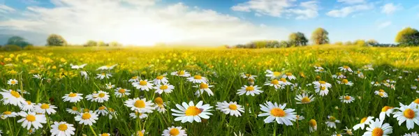 Beautiful Spring Summer Natural Pastoral Landscape Flowering Field Daisies Grass —  Fotos de Stock