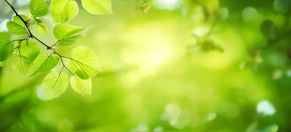 Beautiful Natural Spring Summer Defocused Background Fresh Lush Foliage Bokeh — Stockfoto