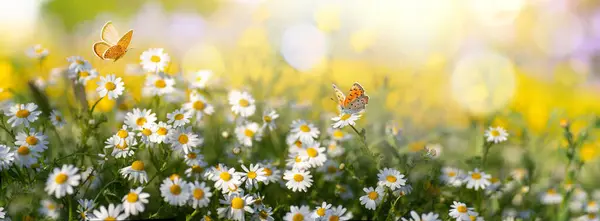Sonnenbeschienenes Margeritenfeld Mit Flatternden Schmetterlingen Kamillenblüten Auf Einer Sommerwiese Der — Stockfoto