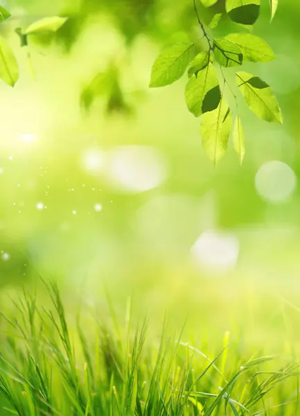 Fundo Natural Com Grama Verde Exuberante Jovem Folhas Árvore Luz — Fotografia de Stock