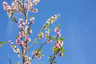 A view of peach flower blossoms against a blue sky, during the spring season, as a background.