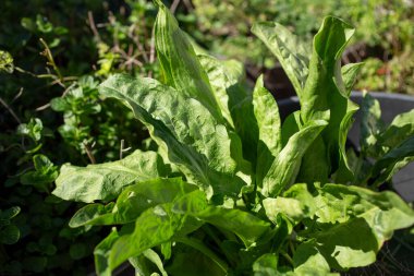 Bahçede bir kuş manzarası.