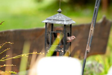 A view of a house finch bird eating seeds inside a rustic iron bird feeder in a green nature habitat.
