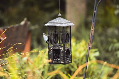 A view of a nuthatch bird eating seeds inside a rustic iron bird feeder in a green nature habitat.