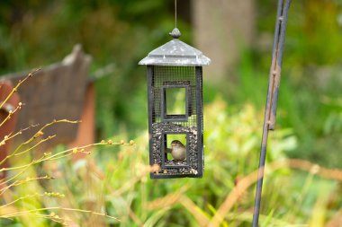 A view of a bird eating seeds inside a rustic iron bird feeder in a green nature habitat.