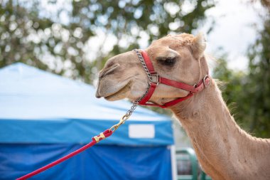 A view of a harnessed camel.