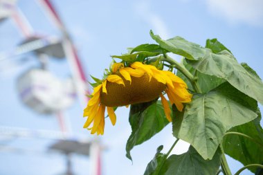 A view of a tall large sunflower, featuring a portion of a ferris wheel in the background.