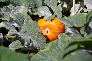 A view of large pumpkins growing in a garden setting.