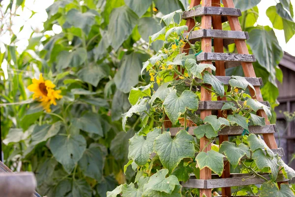 A view of a rustic farm country garden landscape of sunflowers, trellis, and climbing ivy.