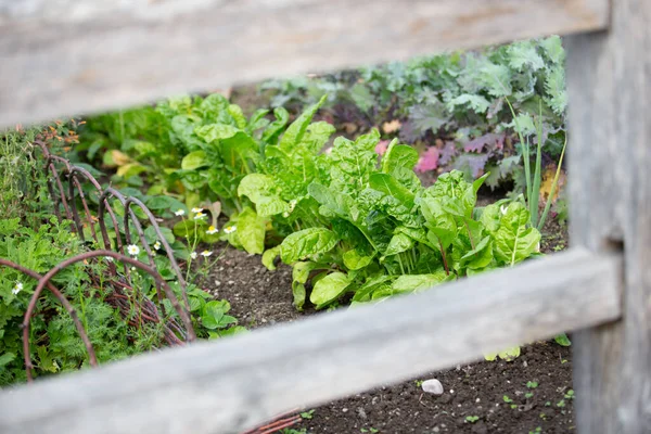 A view of leafy green vegetables growing in a garden setting.