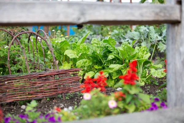 A view of leafy green vegetables growing in a garden setting.