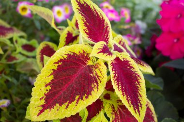 A view of a colorful coleus plant.