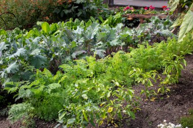 A view of leafy green vegetables growing in a garden setting.