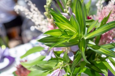 Dracaena bitkisinin manzarası, çiçek düzeninin bir parçası..