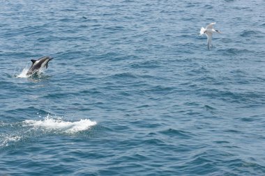 Sudan çıkan, Güney Kaliforniya kıyılarında görülen kısa gagalı bir yunus manzarası..