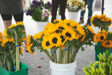 Yerel bir çiftçi pazarında görülen ayçiçeği satan çiçekçi çadırı manzarası.