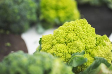 Yerel bir çiftçi pazarında sergilenen Romanesco brokoli kafasının doğal fraktal tasarımı..