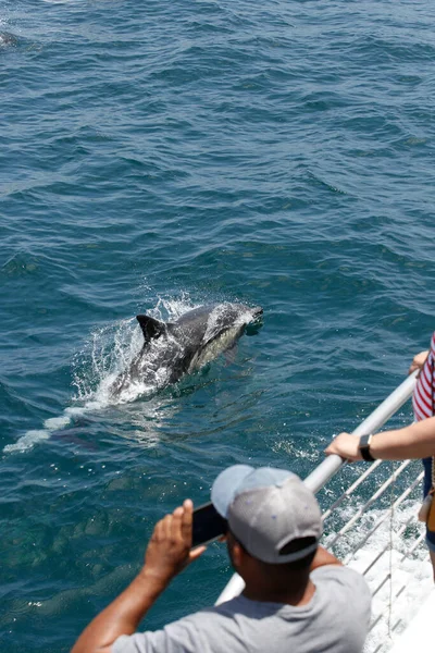 Una Vista Gente Viendo Delfines Comunes Pico Corto Nadando Con — Foto de Stock