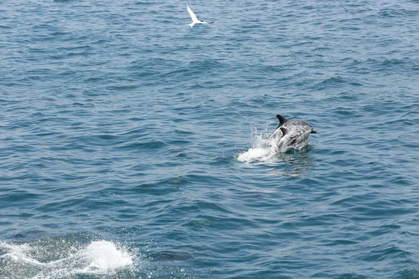 Вид Короткоклювого Обыкновенного Дельфина Выходящего Воды Замеченного Побережья Южной Калифорнии — стоковое фото