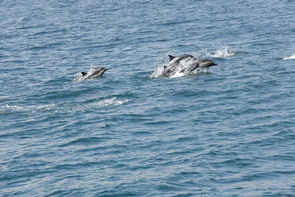 Ein Blick Auf Mehrere Aus Dem Wasser Auftauchende Kurzschnäbelige Delfine — Stockfoto