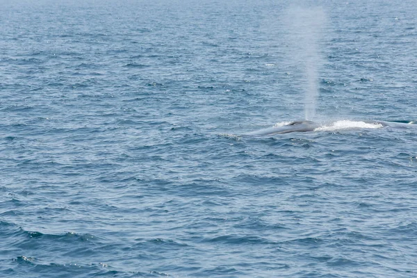 Ein Blick Auf Einen Finnwal Der Vor Der Küste Südkaliforniens — Stockfoto