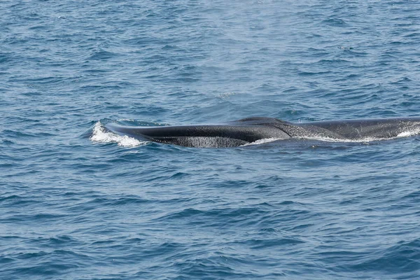 Ein Blick Auf Einen Finnwal Der Die Meeresoberfläche Durchbricht Gesehen — Stockfoto