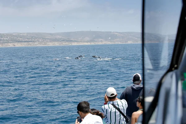 Ein Blick Auf Walbeobachter Die Vor Der Küste Südkaliforniens Eine — Stockfoto