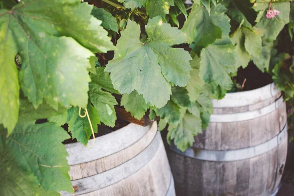 View Some Rustic Wine Barrels Some Grape Leaves — Stock Photo, Image