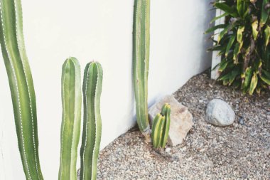 Beyaz bir duvara karşı kaktüs manzarası manzarası, arka plan olarak..