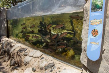 Long Beach, California, ABD - 05-20-2022: Long Beach Akvaryumu 'nda görülen gökkuşağı alabalığının manzarası.