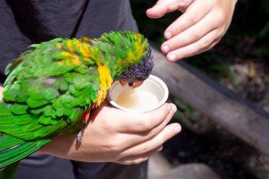 Bir bardak şekerli suyun el ele tutuşması, yerel bir hayvanat bahçesinde görülen bazı lorikeetleri beslemek..