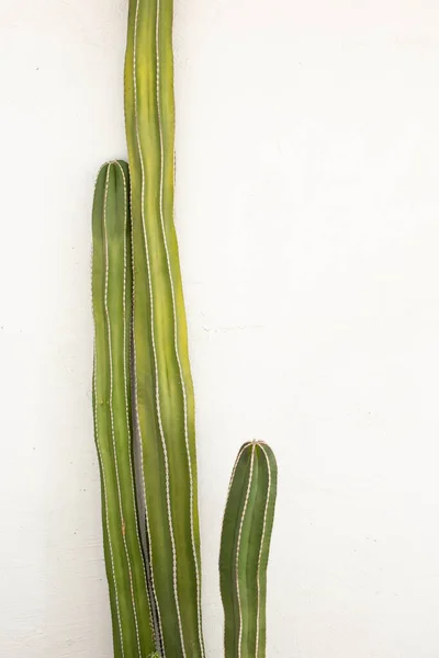 Een Blik Een Cactus Tegen Een Witte Muur Als Achtergrond — Stockfoto