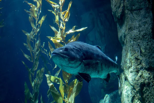 Widok Gigantycznego Labraksa Pływającego Akwarium Zbiorniku — Zdjęcie stockowe