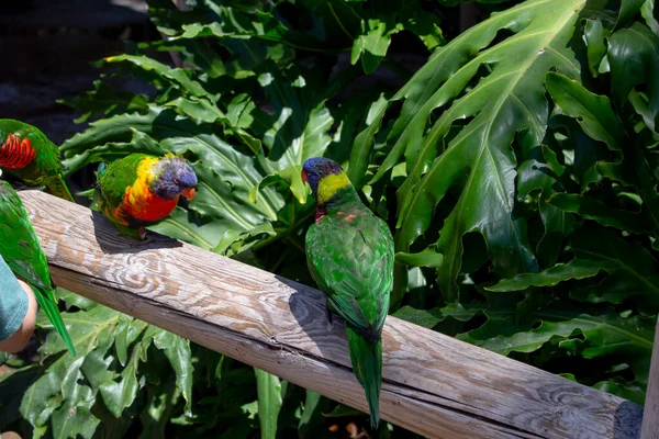 View Some Lorikeets Seen Local Zoo — Stock Photo, Image