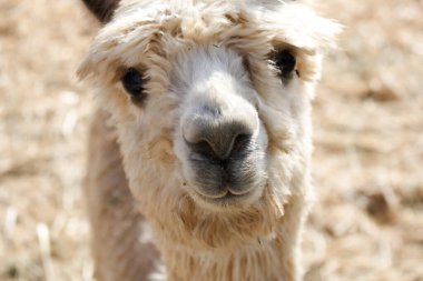 Yerel bir çiftlikte görülen alpaka manzarası.