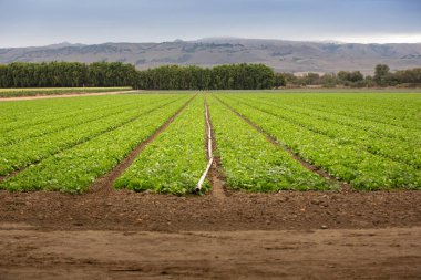 Gilroy, California 'nın tarım arazilerinde görülen yapraklı yeşil ürün sıralarını izlemek..