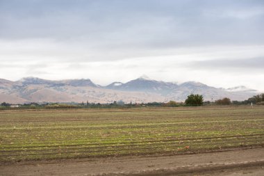 Gilroy, California 'da yetişen genç bitkilere bir bakış açısı.