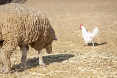 Yerel bir çiftlikte tavuğa doğru yürüyen koyunların görüntüsü..