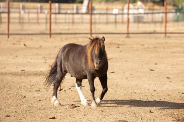 Yerel bir çiftlikte dolaşan minyatür bir at manzarası..