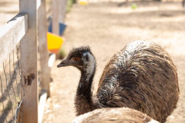 Yerel bir hayvanat bahçesinde görülen bir devekuşu manzarası..