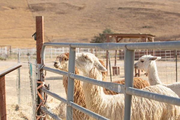 Över Flera Alpacas Inne Ett Djurutrymme Ses Lokal Petting Zoo — Stockfoto