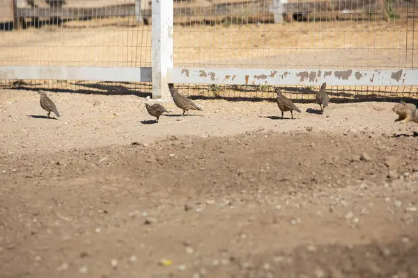 Gilroy California Yerel Bir Çiftlikte Yiyecek Arayan Sıradan Bıldırcın Kuşlarının — Stok fotoğraf