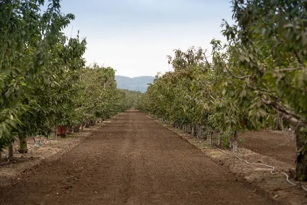 Pohled Sad Ovocných Stromů Viděný Gilroyi Kalifornii Stock Obrázky