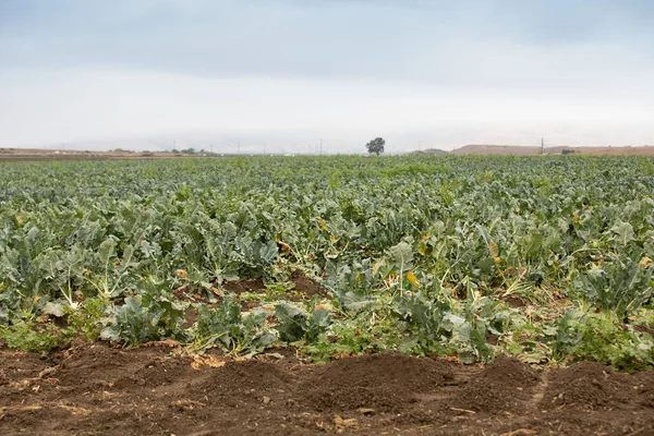 Pohled Zemědělskou Půdu Gilroyi Kalifornie Různými Druhy Zeleniny Brassica Royalty Free Stock Obrázky