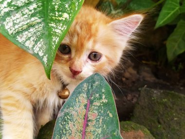 Bahçede oynayan sevimli kedi yavrusu.